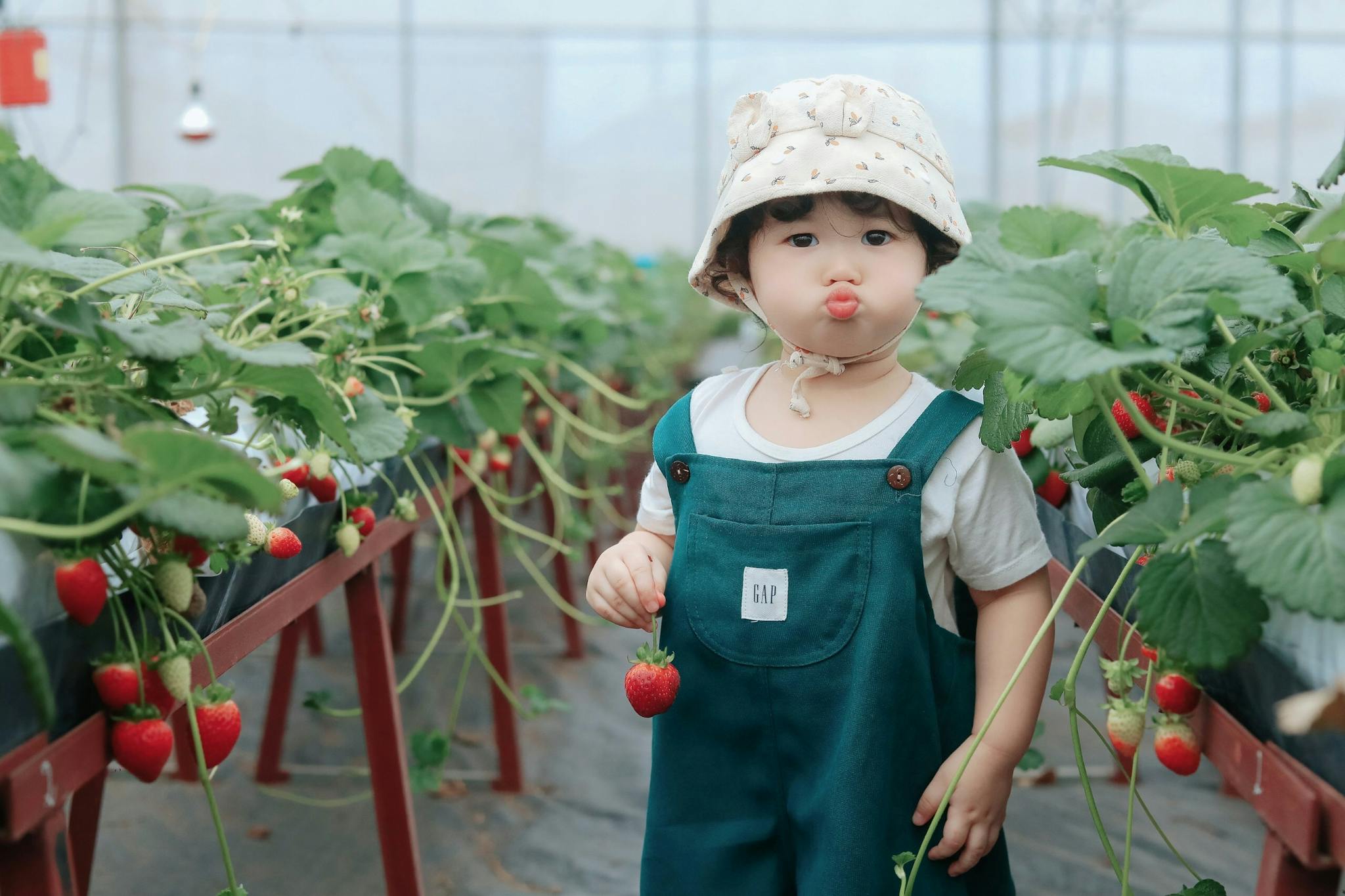 A cute child picking strawberries in a greenhouse in Thành phố Bắc Giang, Việt Nam.